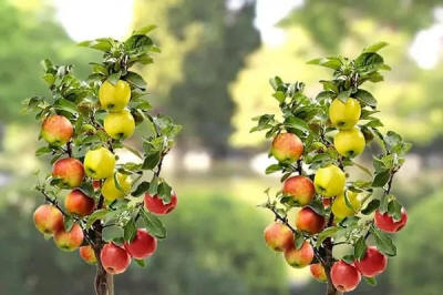 kolonnu augļu koki duo-V mini augļu koki augļu krūmi Polija