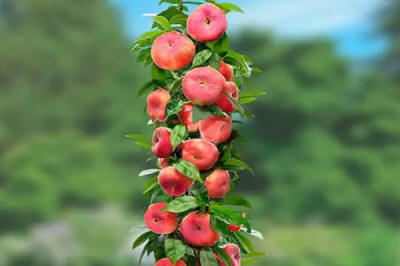 kolonnu augļu koki duo-V mini augļu koki augļu krūmi Polija