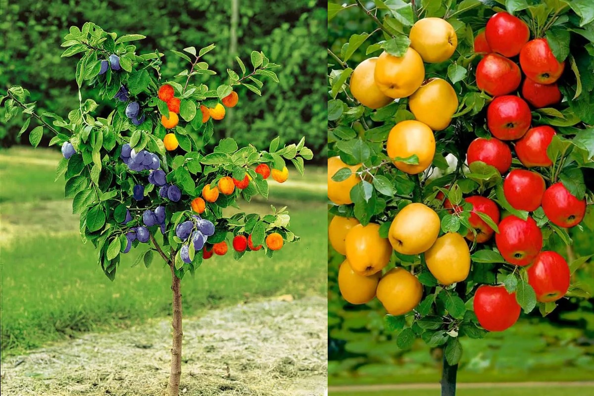 koloniniai vaismedžiai duo-V mini vaisių medžiai Lenkija